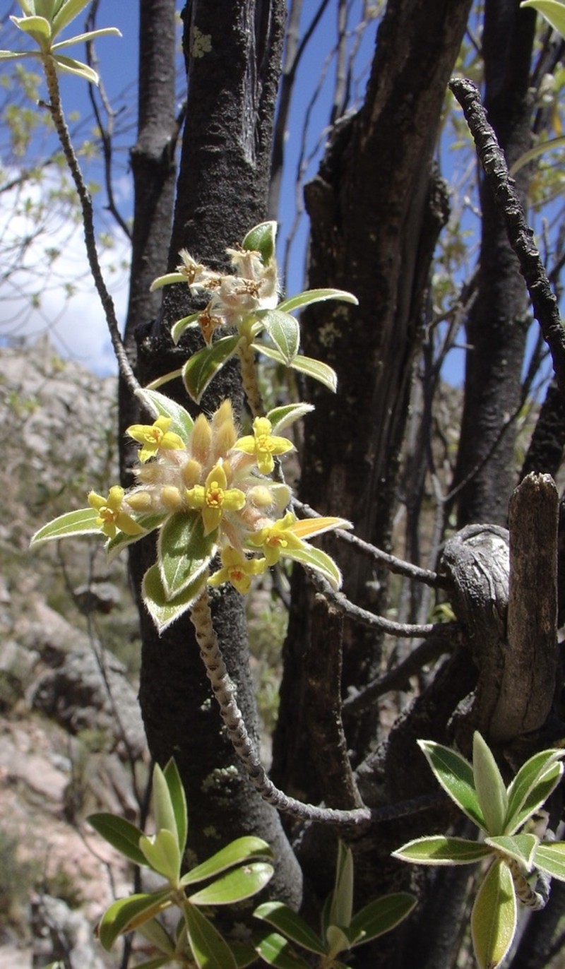 Ovidia sericea