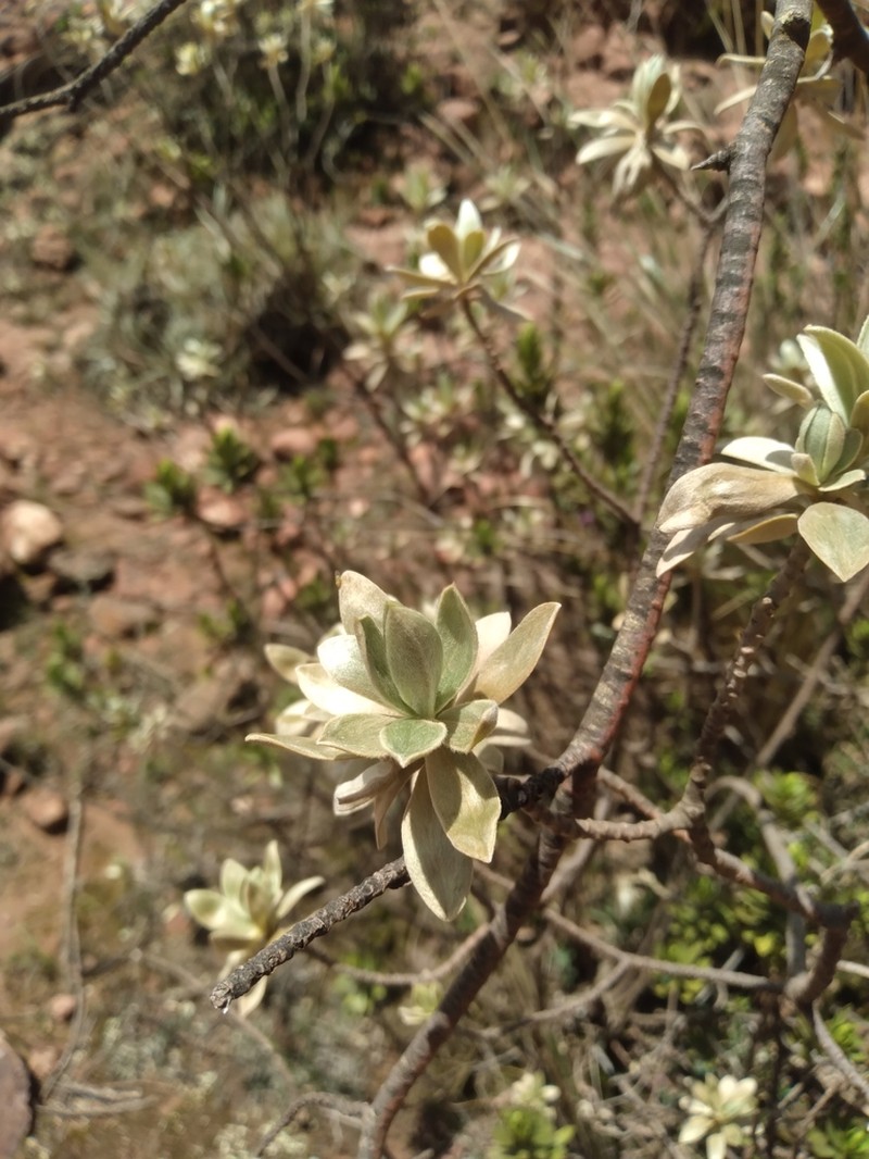 Ovidia sericea photo 2
