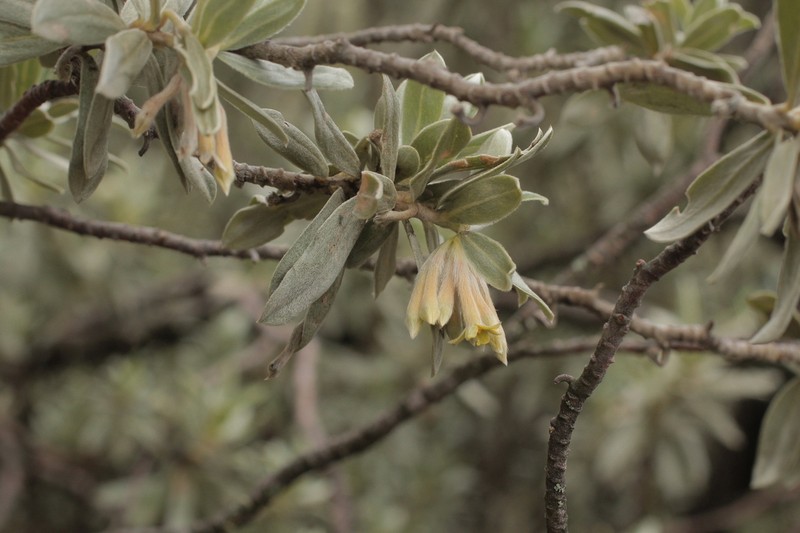 Ovidia sericea photo 3