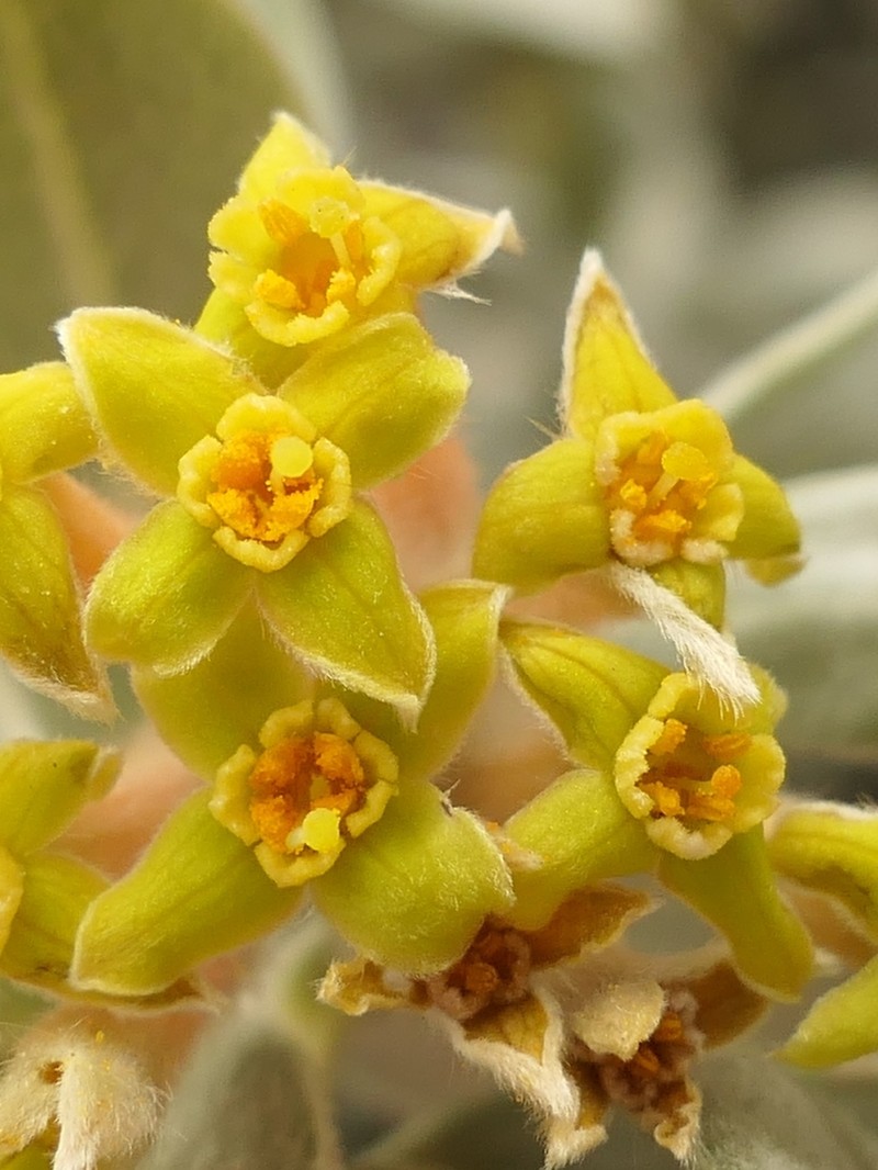 Ovidia sericea photo 4