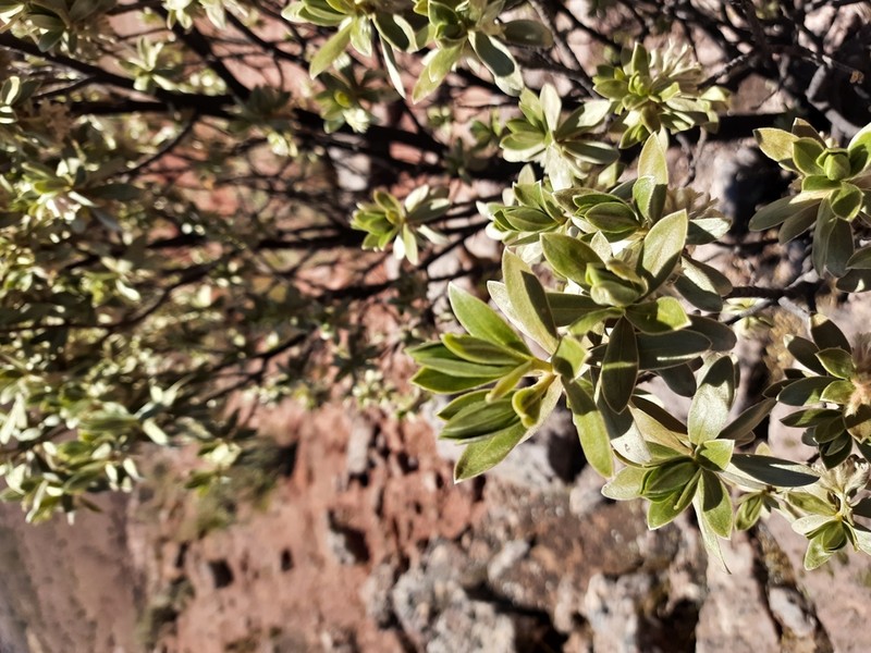 Ovidia sericea photo 5