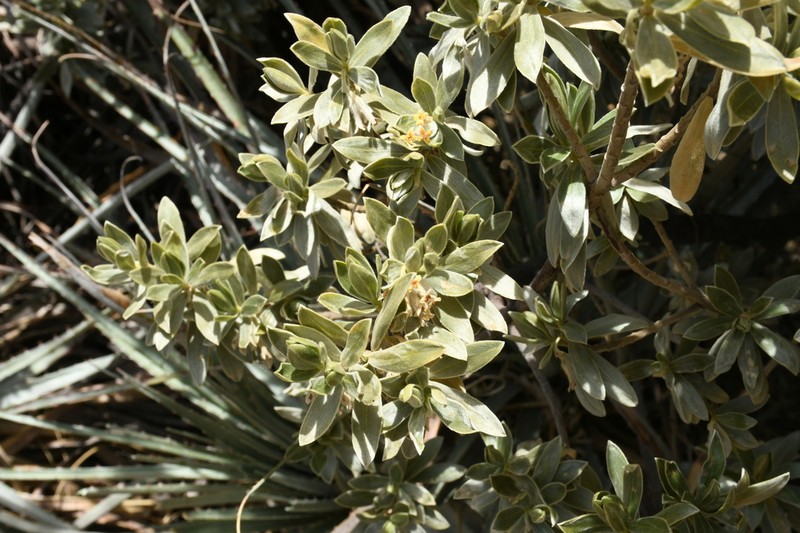 Ovidia sericea photo 6