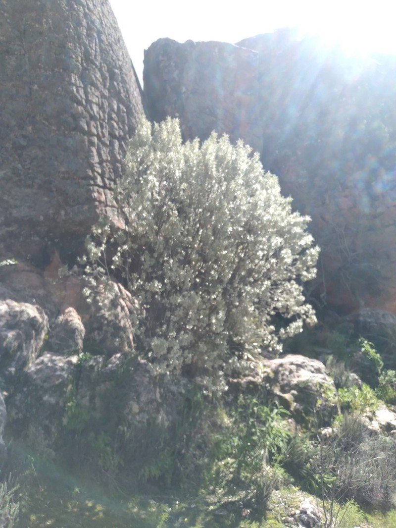 Ovidia sericea photo 7