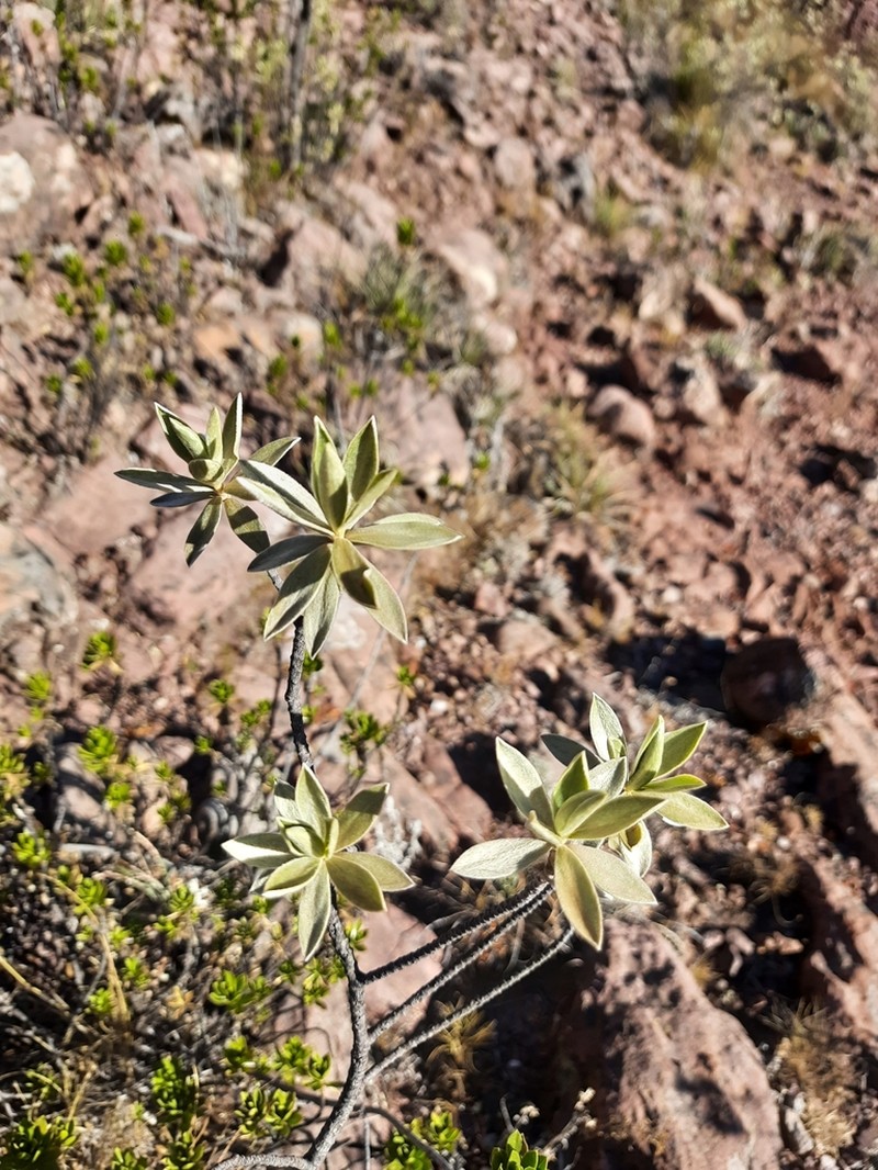 Ovidia sericea photo 8
