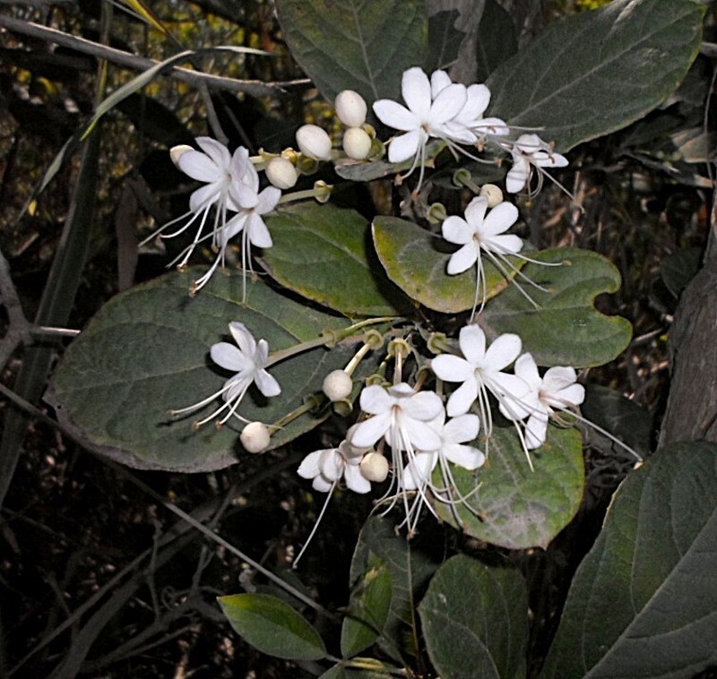 Ovieda anafensis