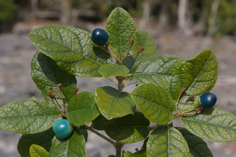 Ovieda calcicola
