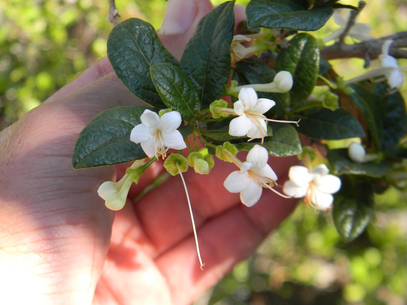 Ovieda calcicola photo 5