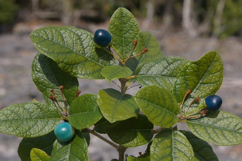 Ovieda calcicola photo 6
