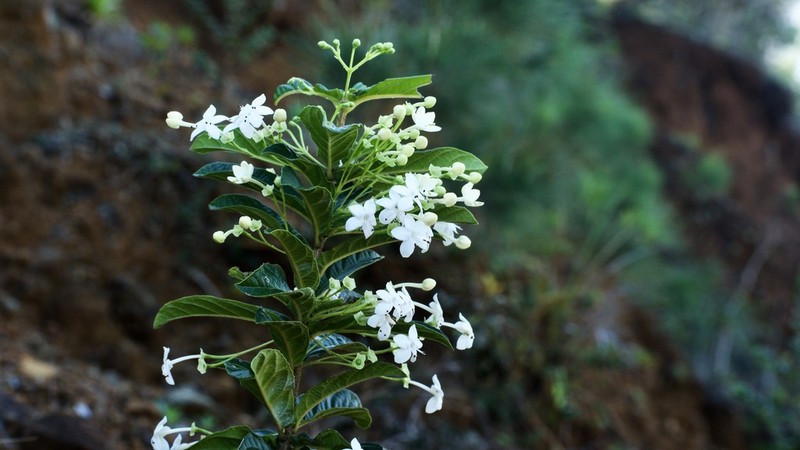 Ovieda cubensis