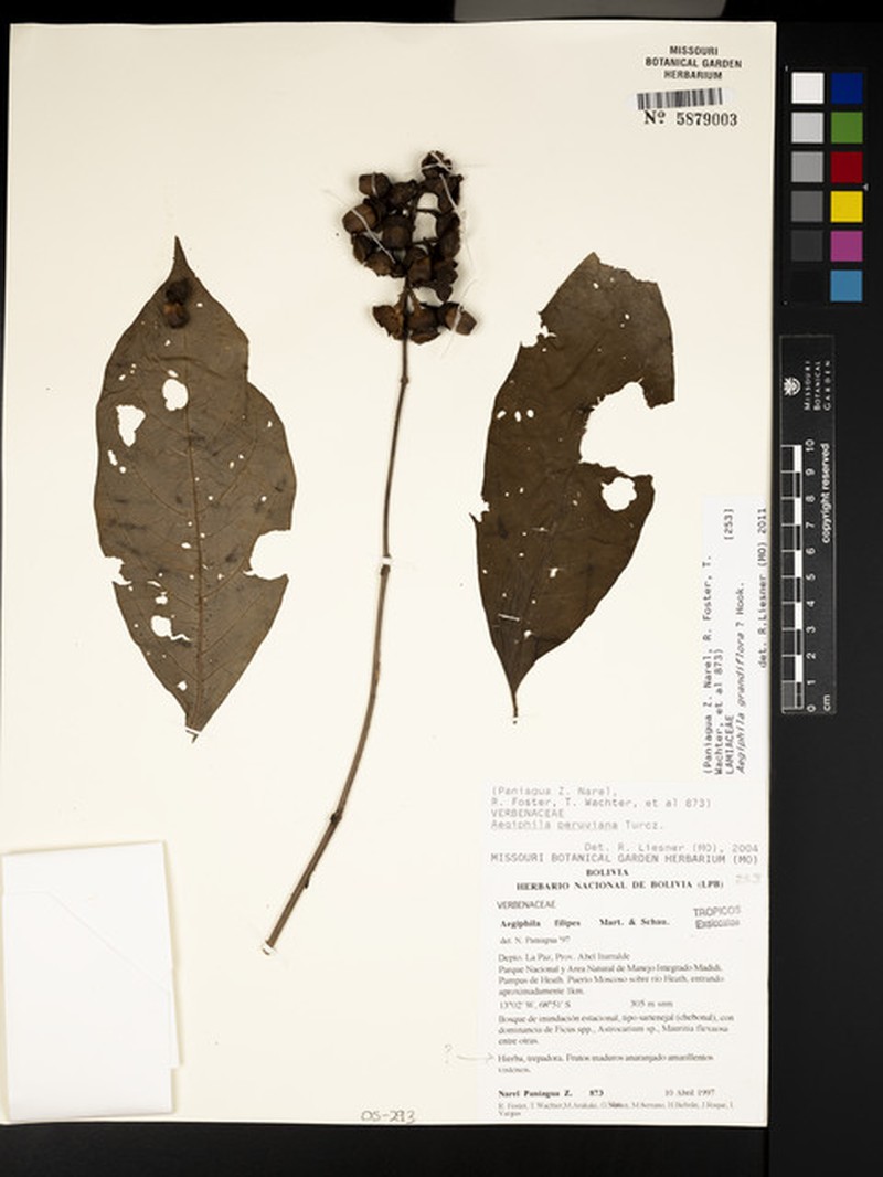 Ovieda grandiflora