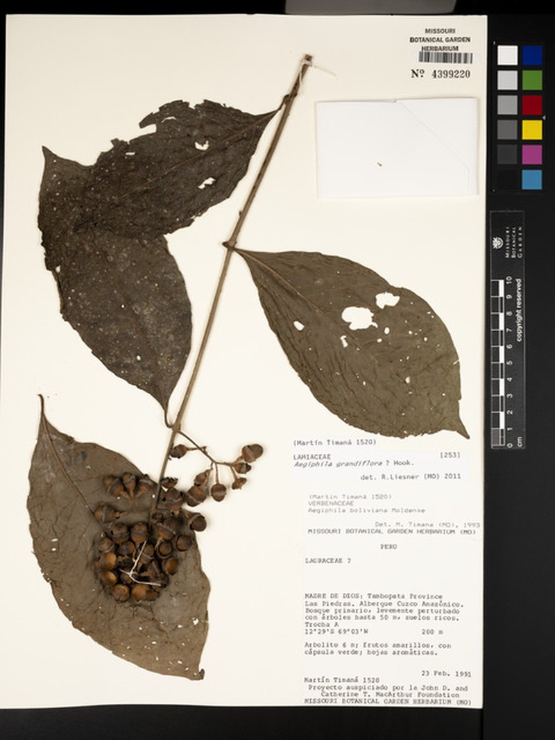 Ovieda grandiflora photo 2