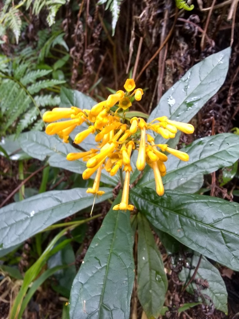 Ovieda picardae photo 3