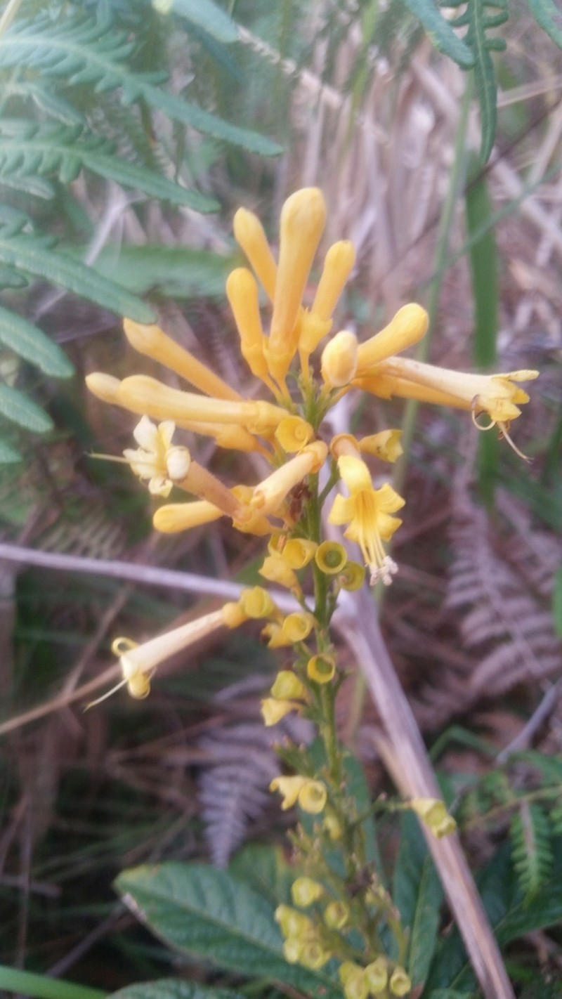 Ovieda picardae photo 4