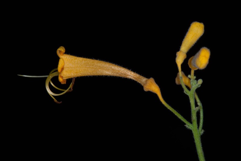 Ovieda picardae photo 6
