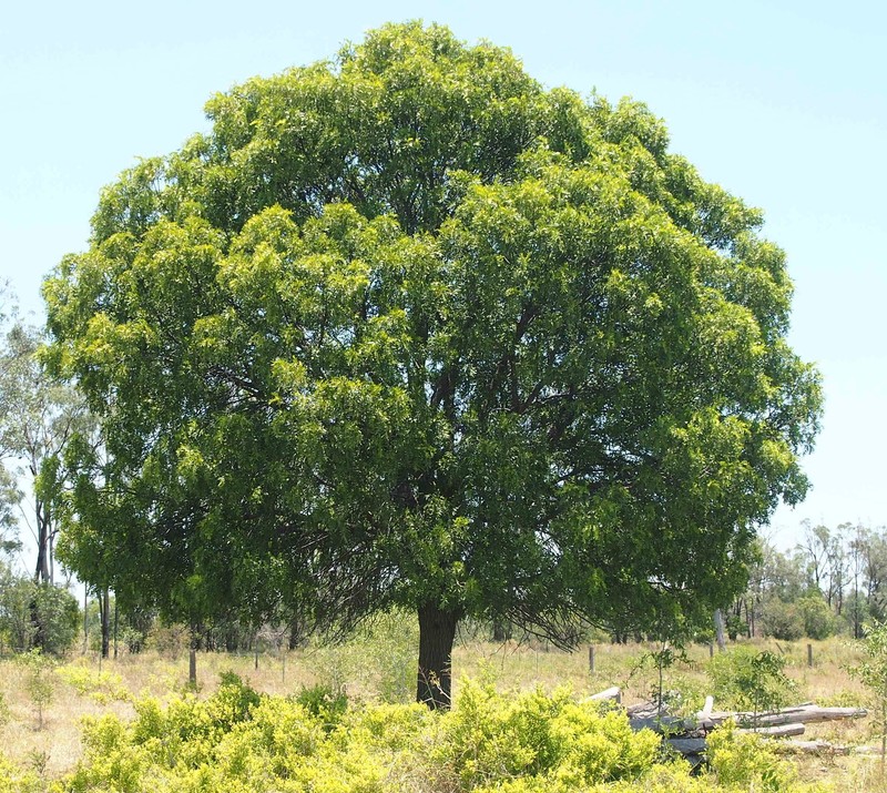 Owenia acidula