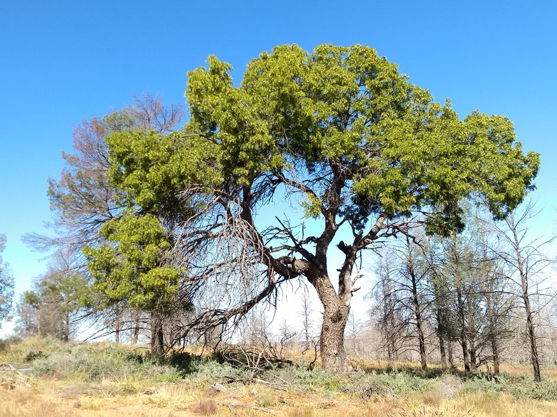 Owenia acidula photo 2
