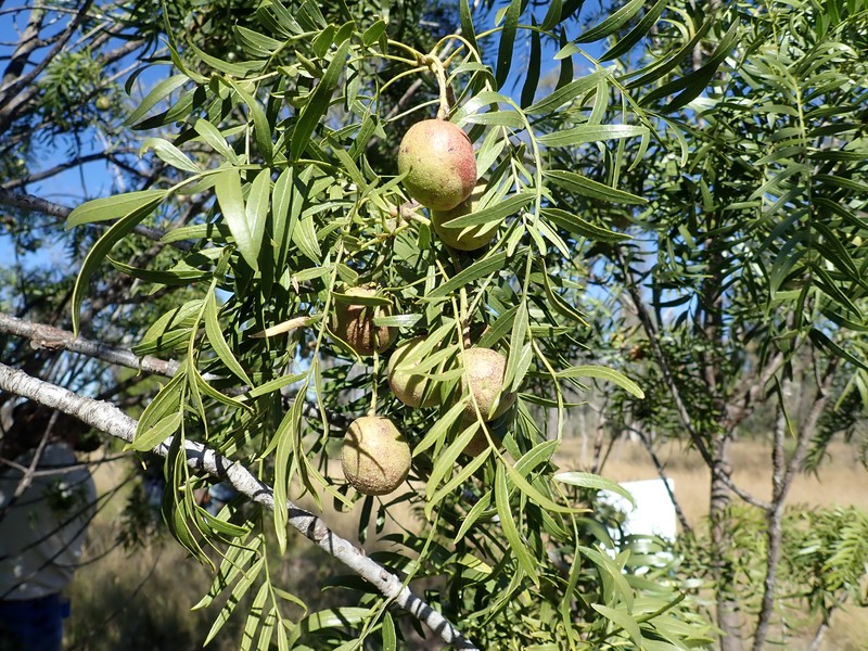 Owenia acidula photo 3