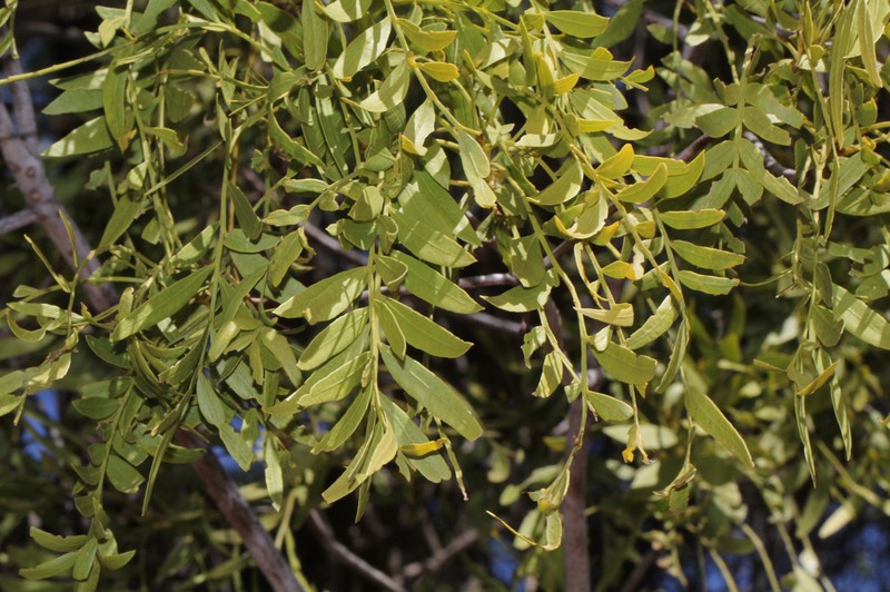 Owenia acidula photo 5