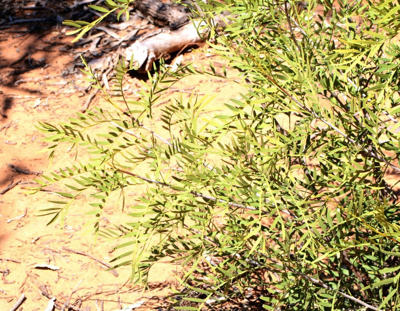 Owenia acidula photo 6