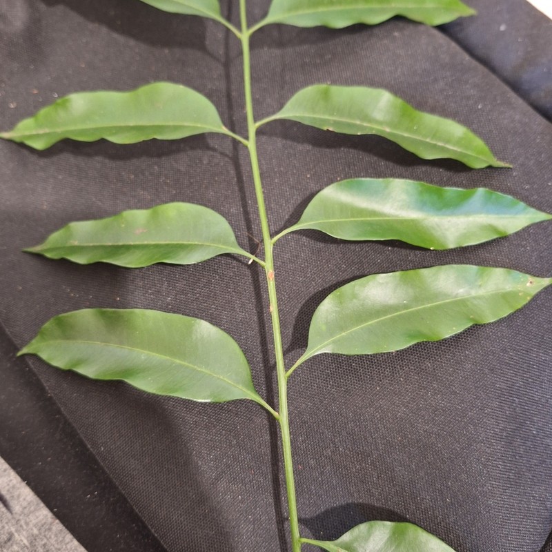 Owenia cepiodora photo 2