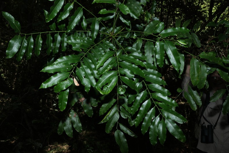 Owenia cepiodora photo 3