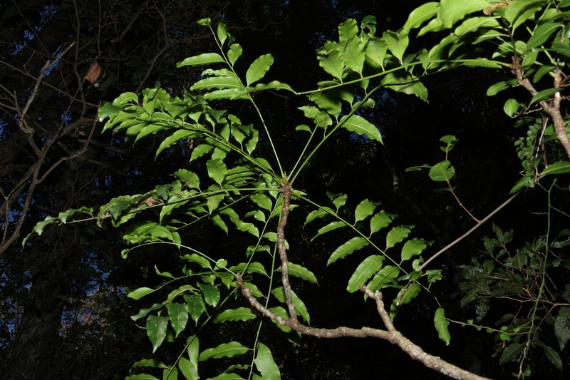 Owenia cepiodora photo 4