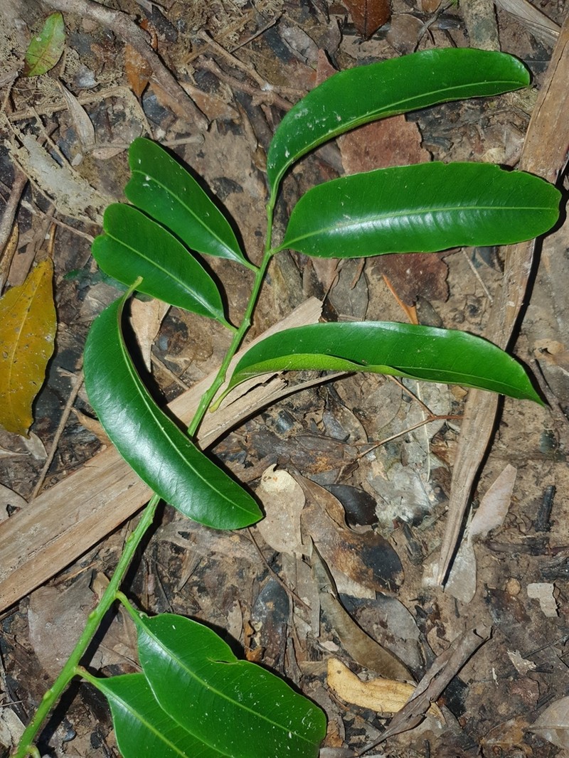 Owenia cepiodora photo 6