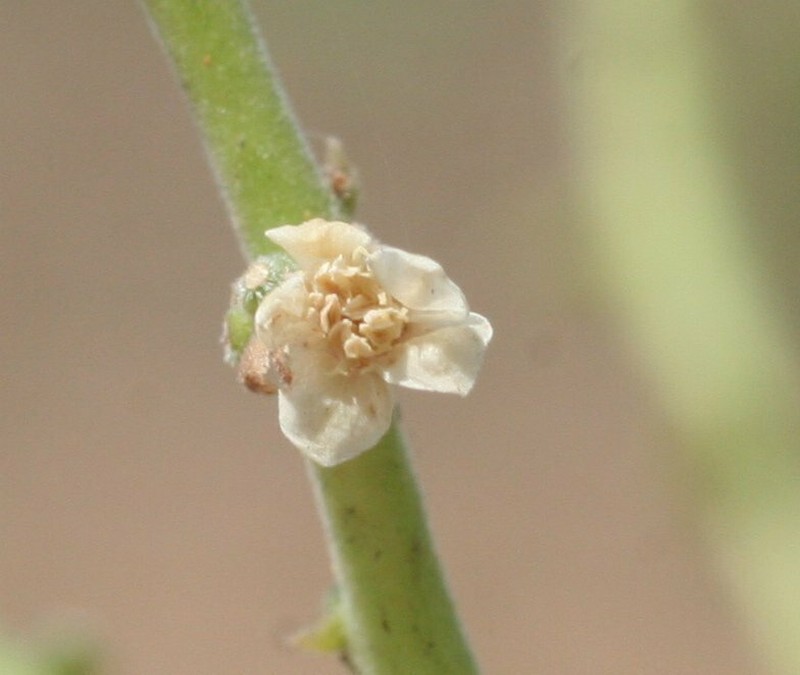 Owenia reticulata photo 2