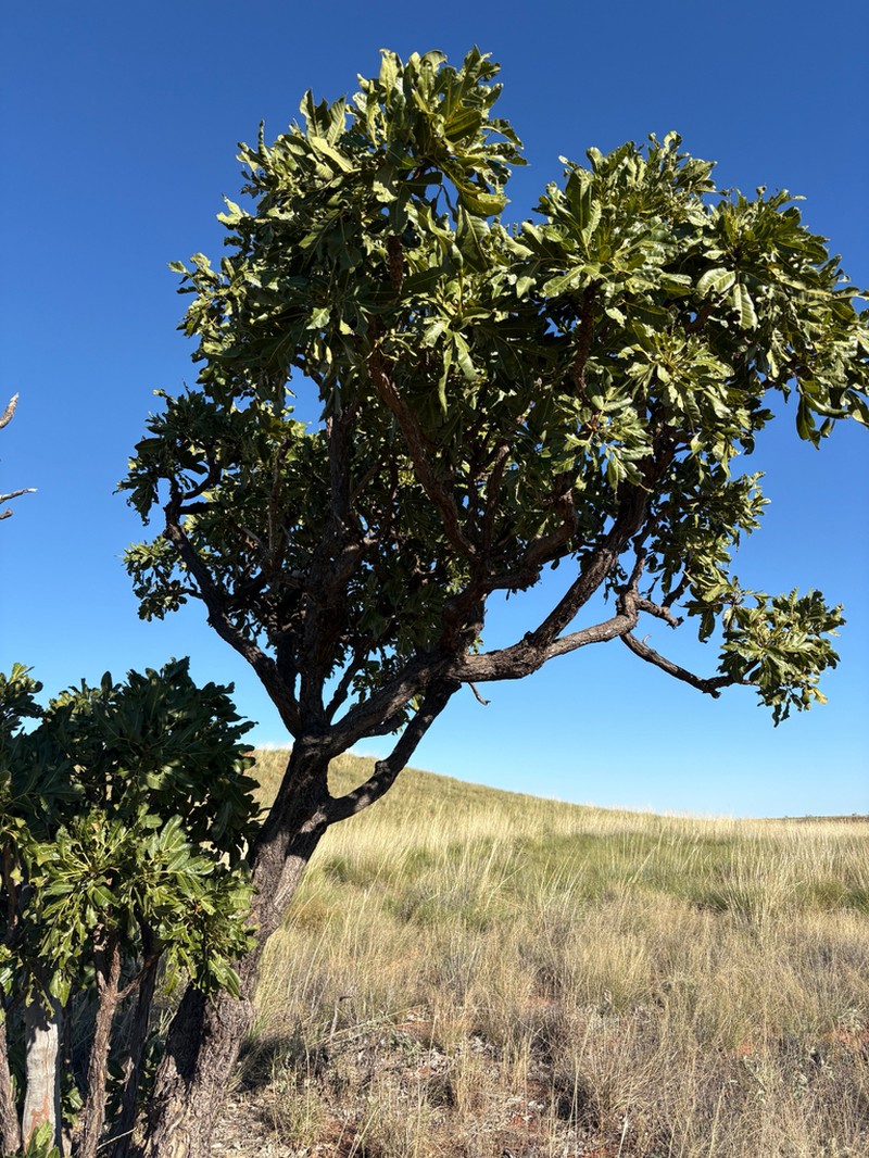 Owenia reticulata photo 3