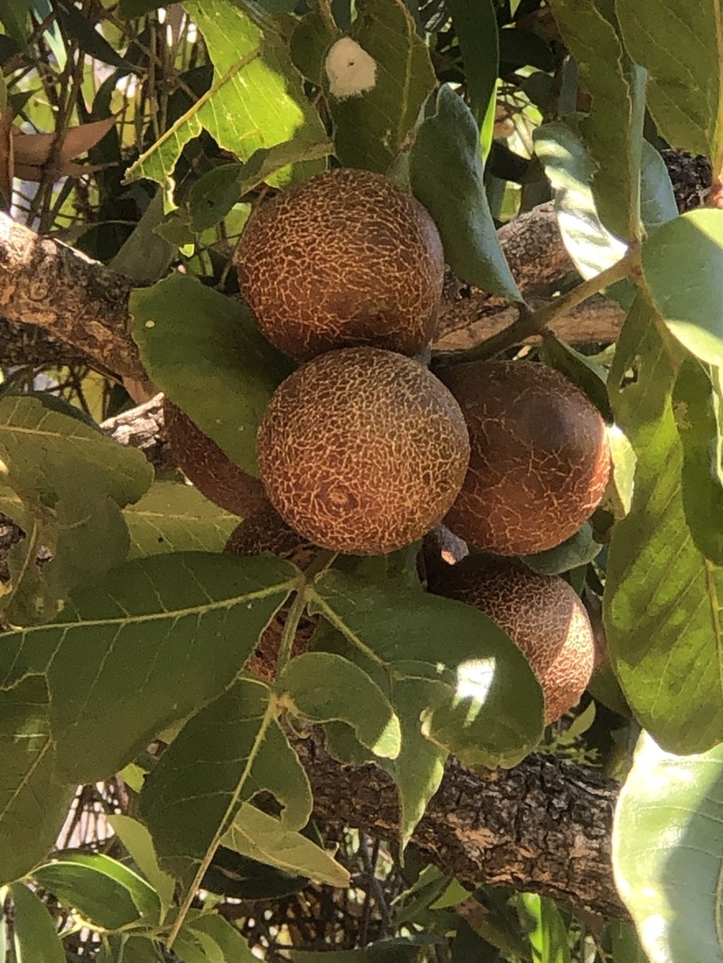 Owenia reticulata photo 4