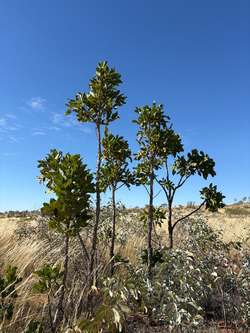 Owenia reticulata photo 5