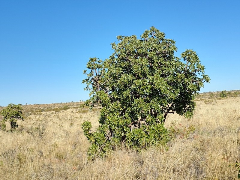 Owenia reticulata photo 6