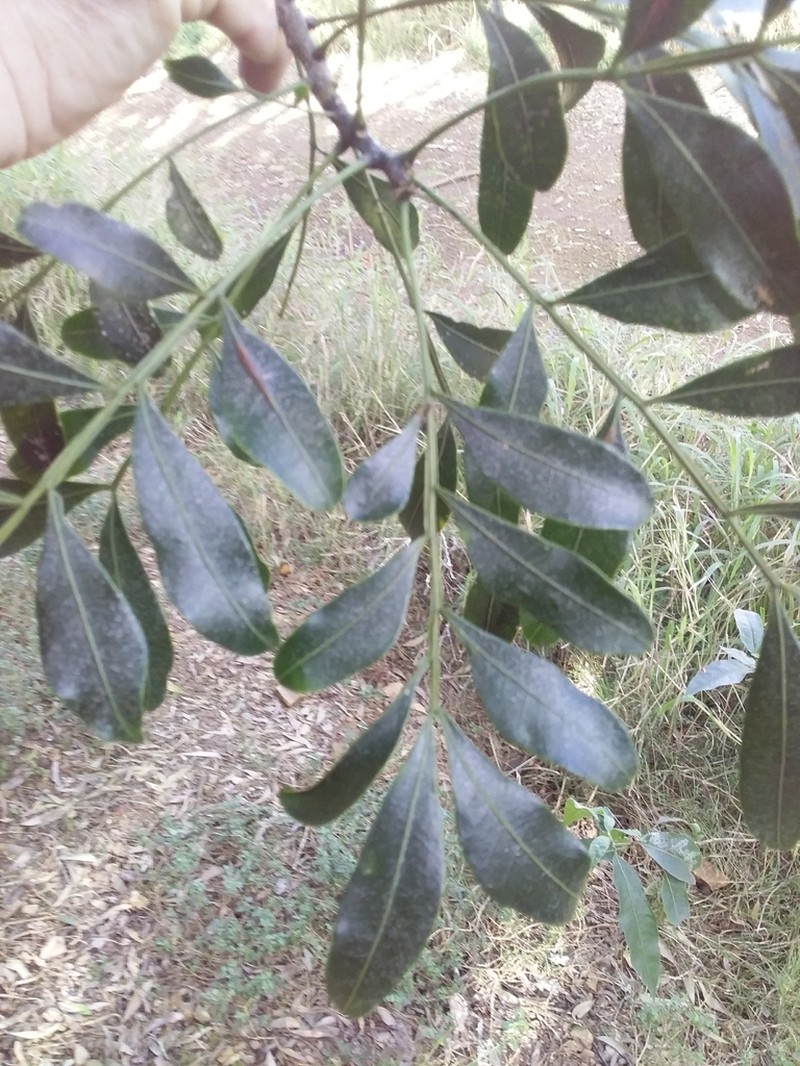 Owenia venosa