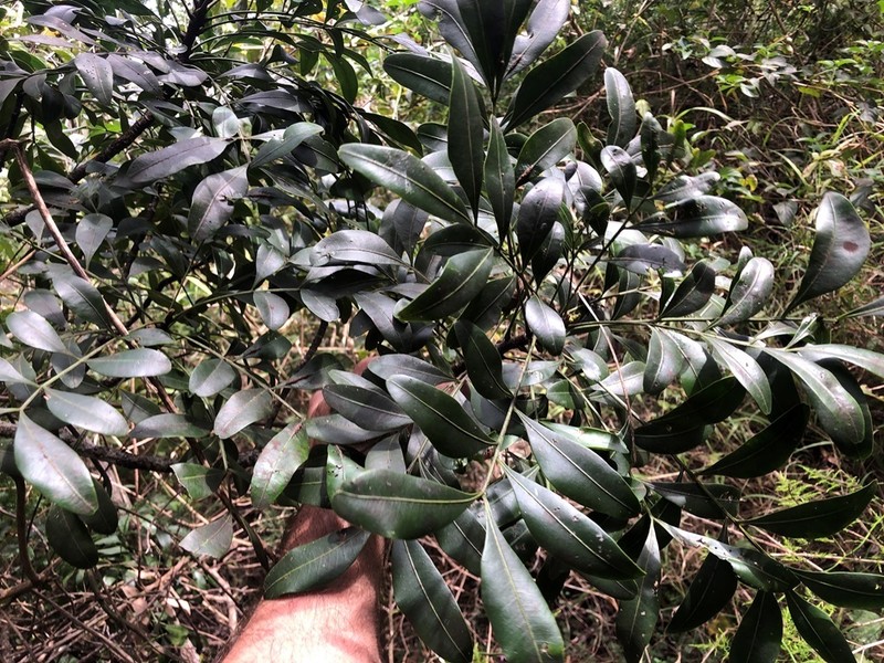 Owenia venosa photo 2