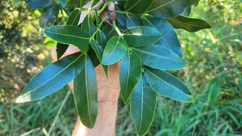 Owenia venosa photo 3