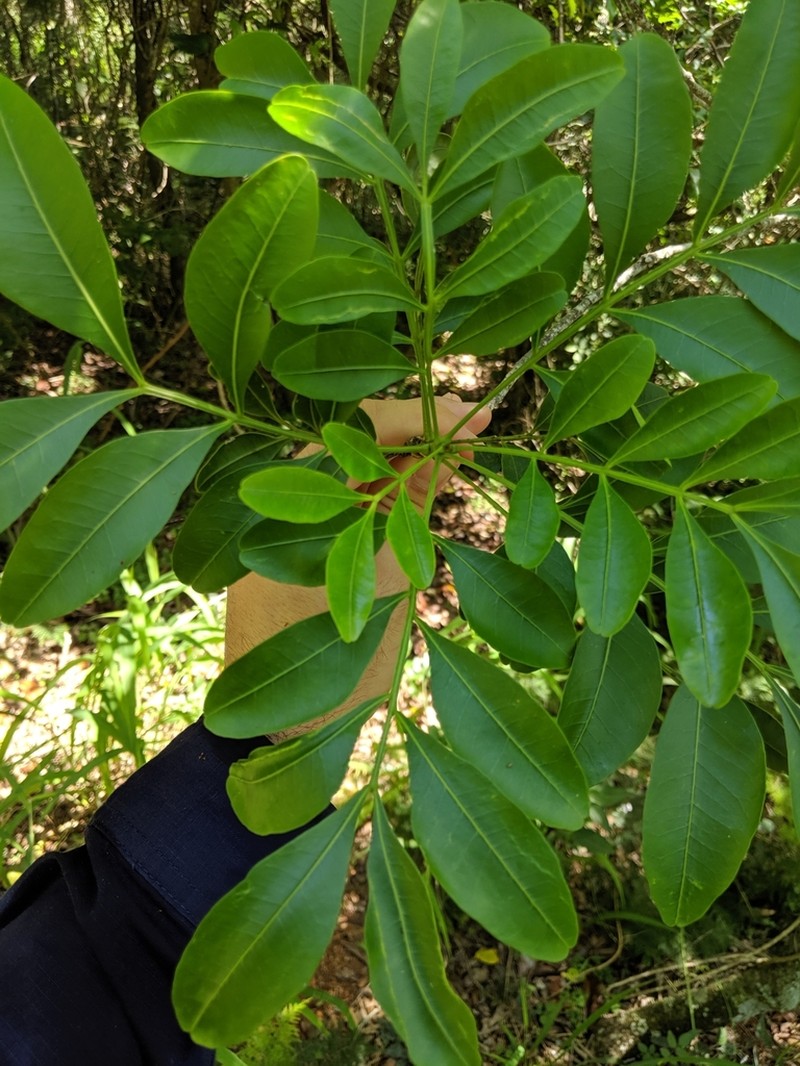 Owenia venosa photo 5