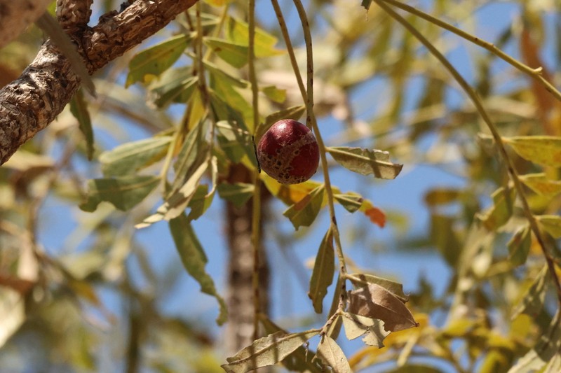 Owenia vernicosa