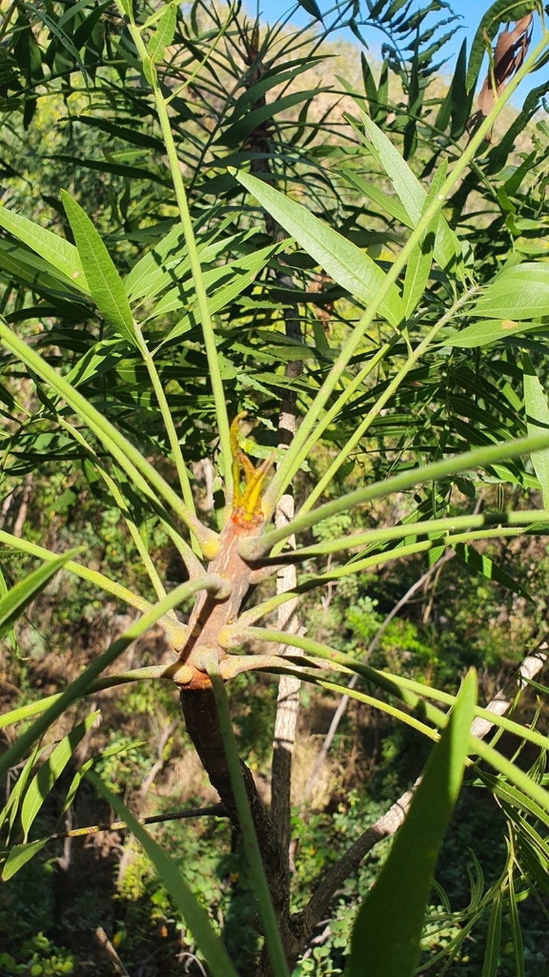 Owenia vernicosa photo 2