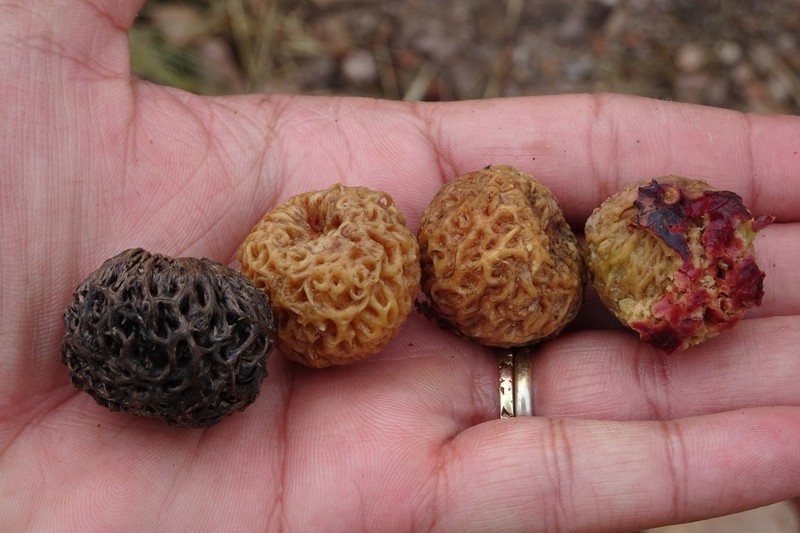 Owenia vernicosa photo 6