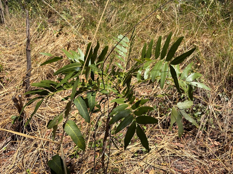 Owenia vernicosa photo 8