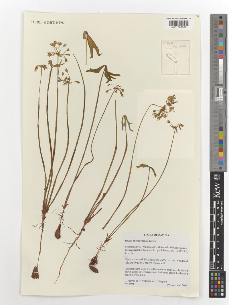 Oxalis abercornensis