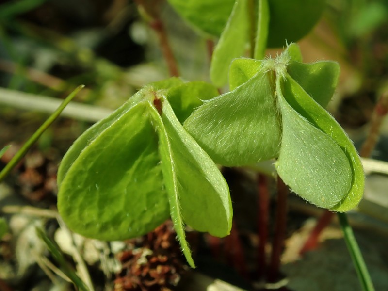 Oxalis acetosella photo 2