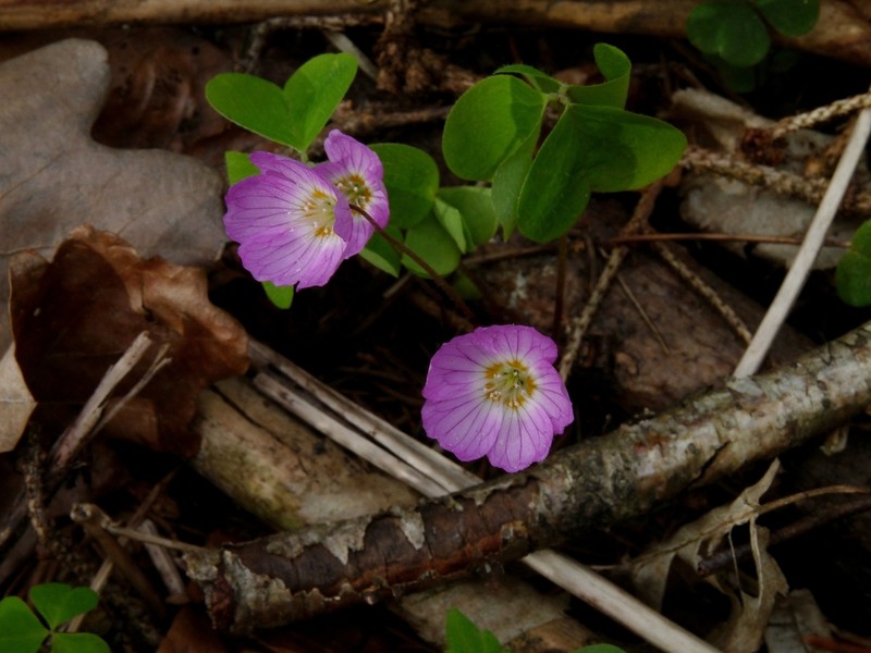 Oxalis acetosella photo 3