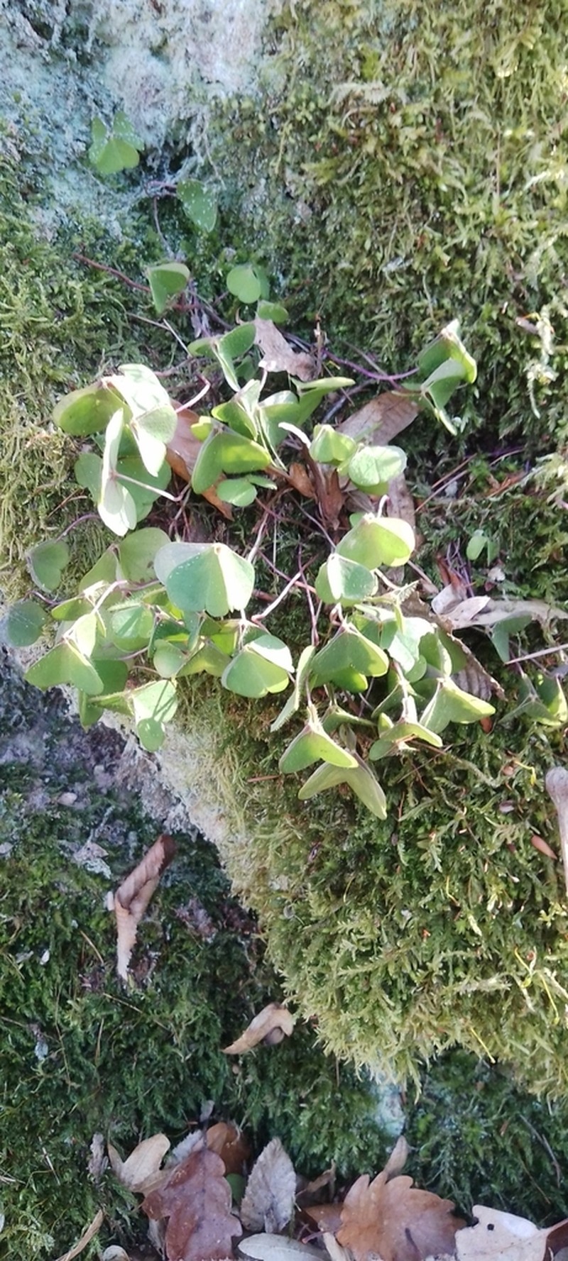 Oxalis acetosella photo 4