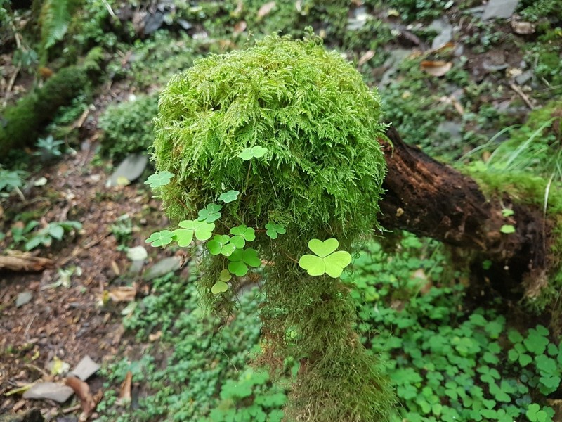 Oxalis acetosella photo 5