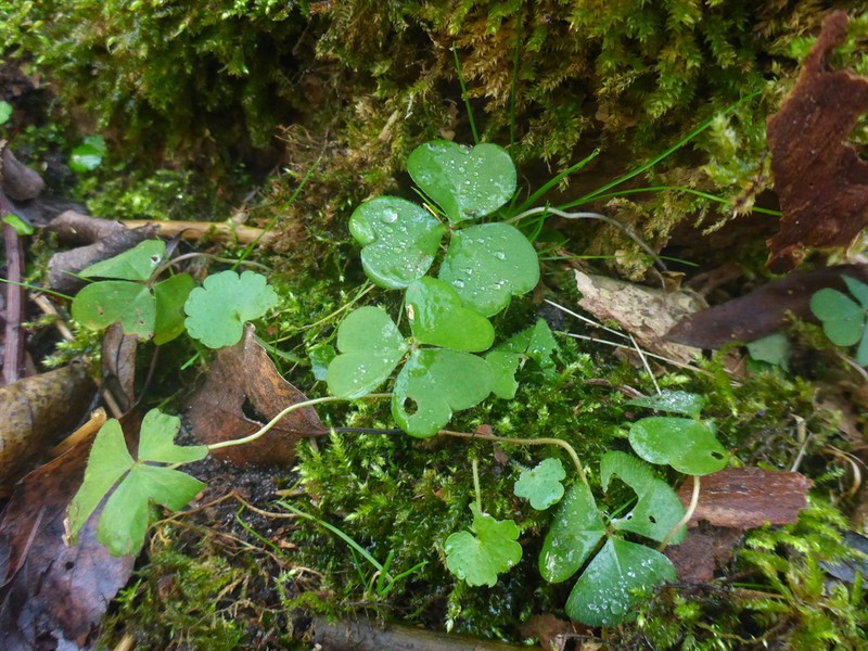 Oxalis acetosella photo 6