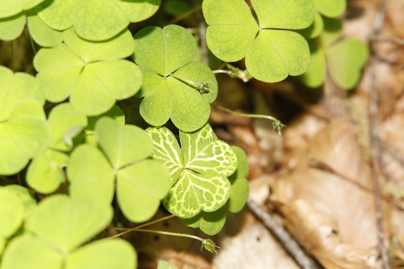 Oxalis acetosella photo 7