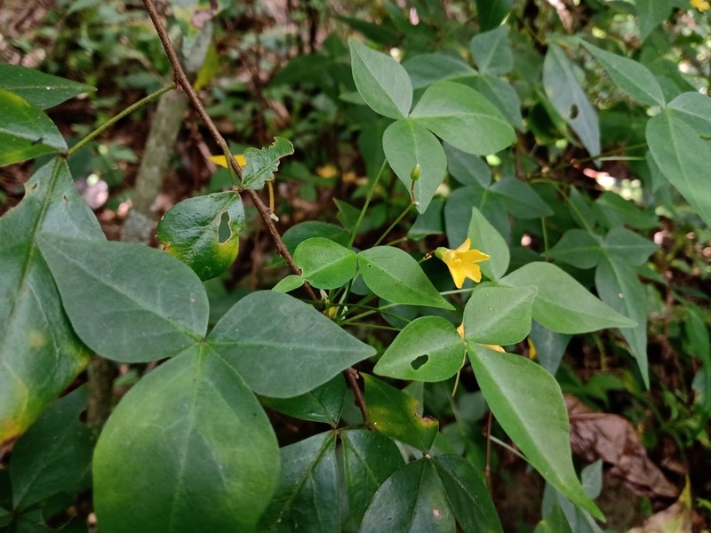 Oxalis acuminata