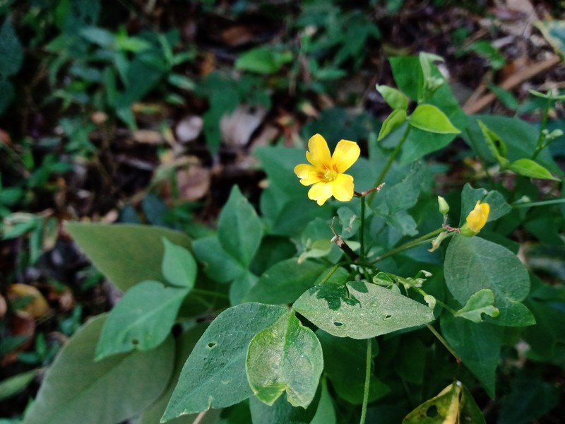 Oxalis acuminata photo 6