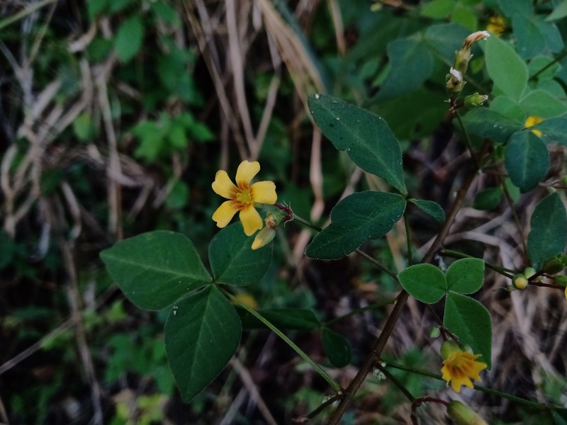 Oxalis acuminata photo 8